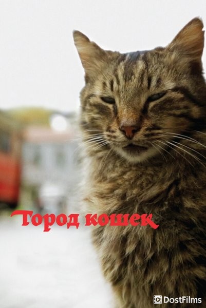 Город кошек / Кот
